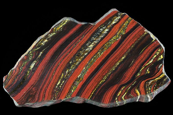 Polished Tiger Iron Stromatolite - ( Billion Years) #72909